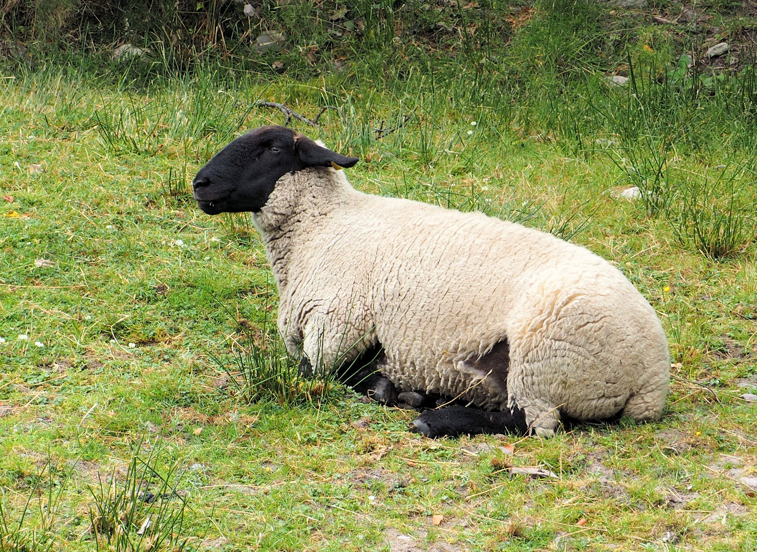 Ich bin ein schwarzes Schaf mit heller Jacke ..