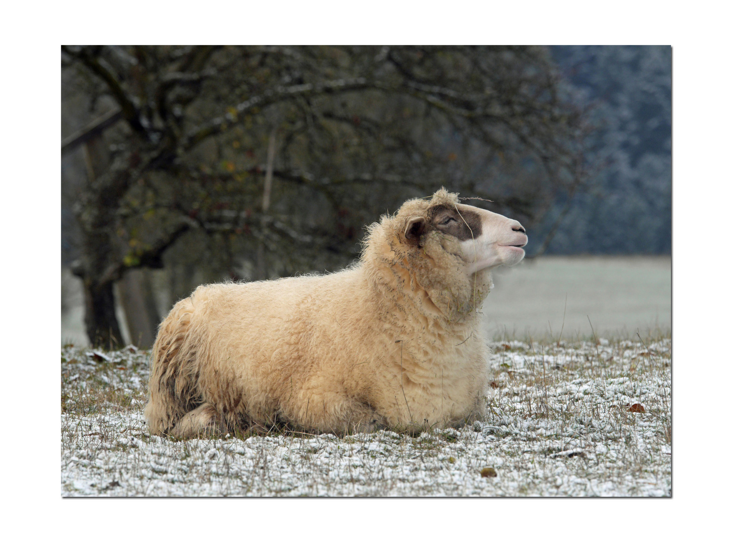 "Ich bin ein Schwarzwälder Schaf