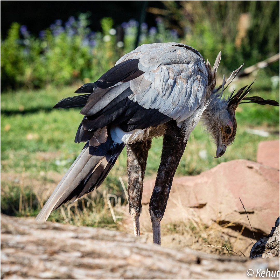 Ich bin ein Sekretär - Zoo Magdeburg