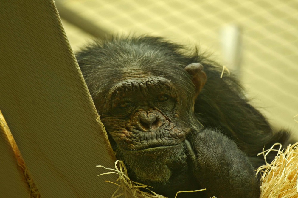 "Ich bin ein (senior) Model. Wo ist meine Anti-Faltencreme???