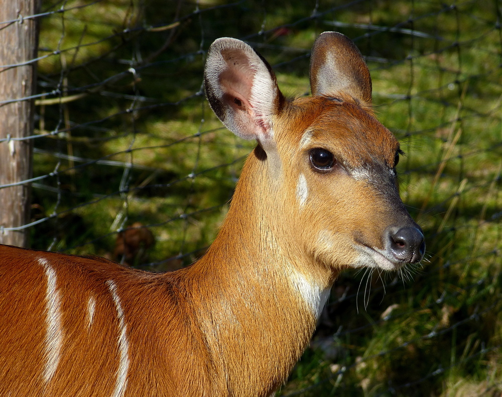 Ich bin ein Sitatunga