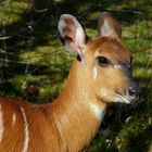 Ich bin ein Sitatunga