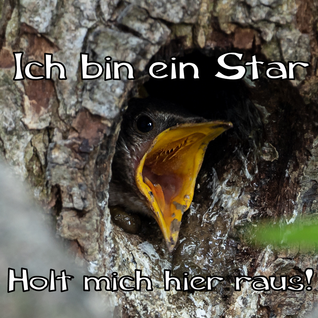 ich bin ein Star