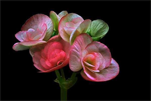  Ich bin ein Star auf einer ( schattigen ) Fensterbank - ( Stacking Bild )