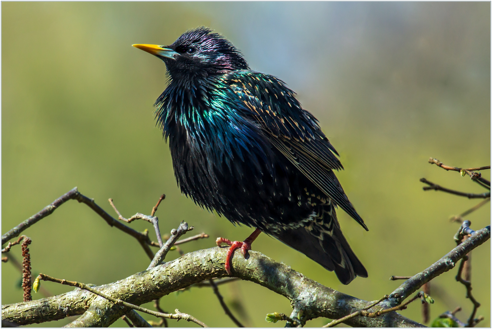 Ich bin ein Star... - ein Spaßvogel... 