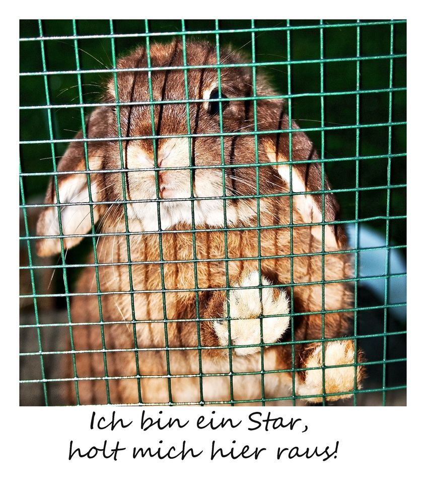 Ich bin ein Star, holt mich hier raus