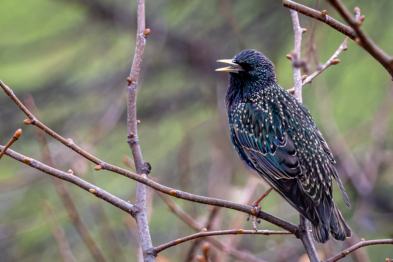 Ich bin ein Star (Sturnus vulgaris)