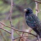 Ich bin ein Star (Sturnus vulgaris)