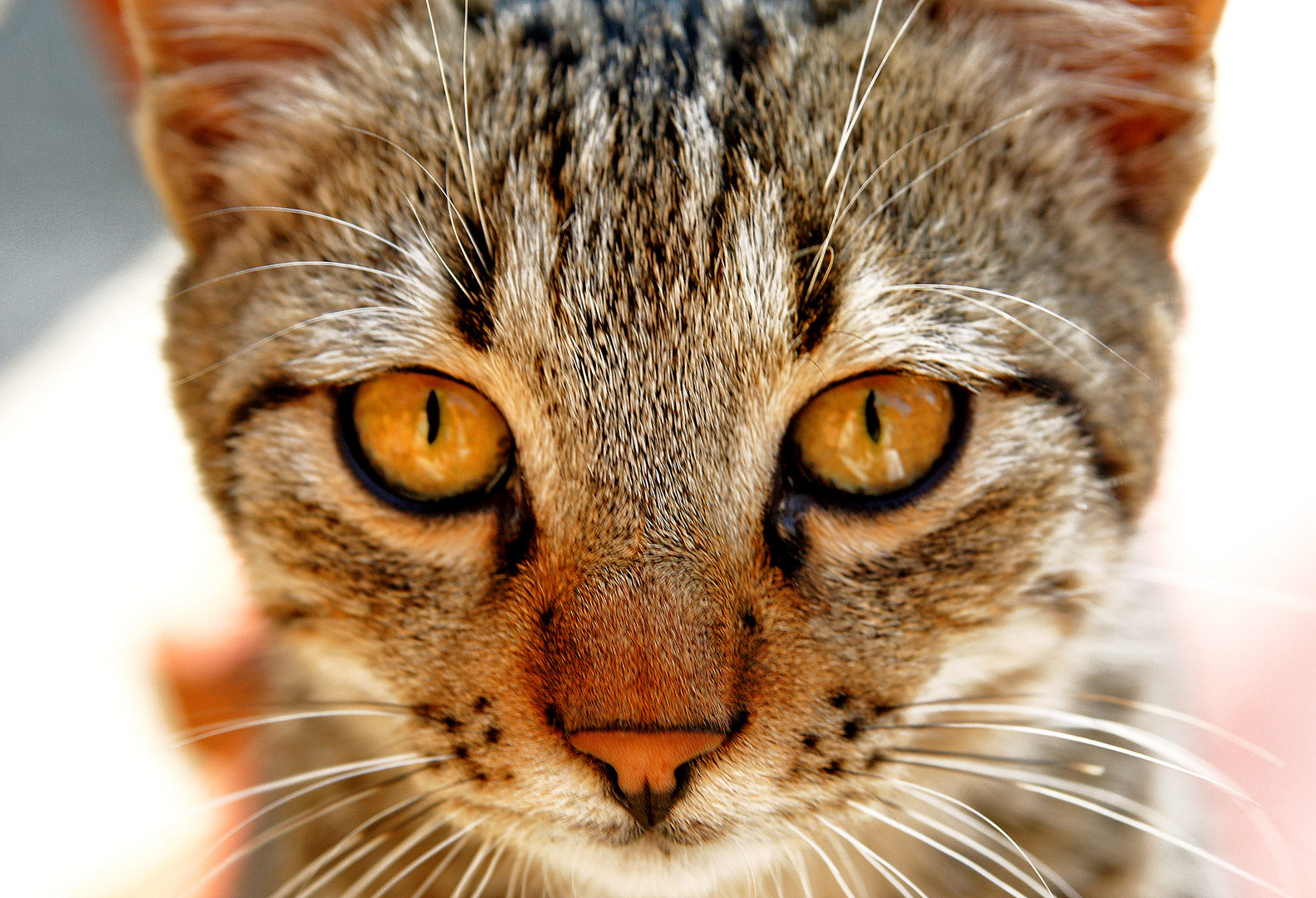 ich bin ein Straßenkatze vom Schwarzen Meer