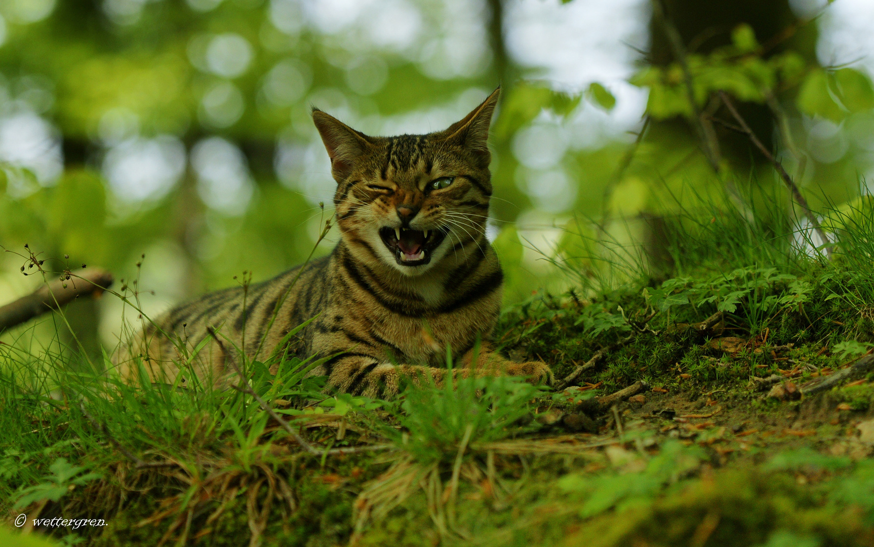 Ich bin ein Tiger !!!