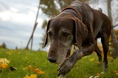 ... ich bin ein Vorstehhund