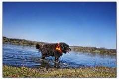 Ich bin ein wasserscheuer Hütehund- holt mich hier raus !!!