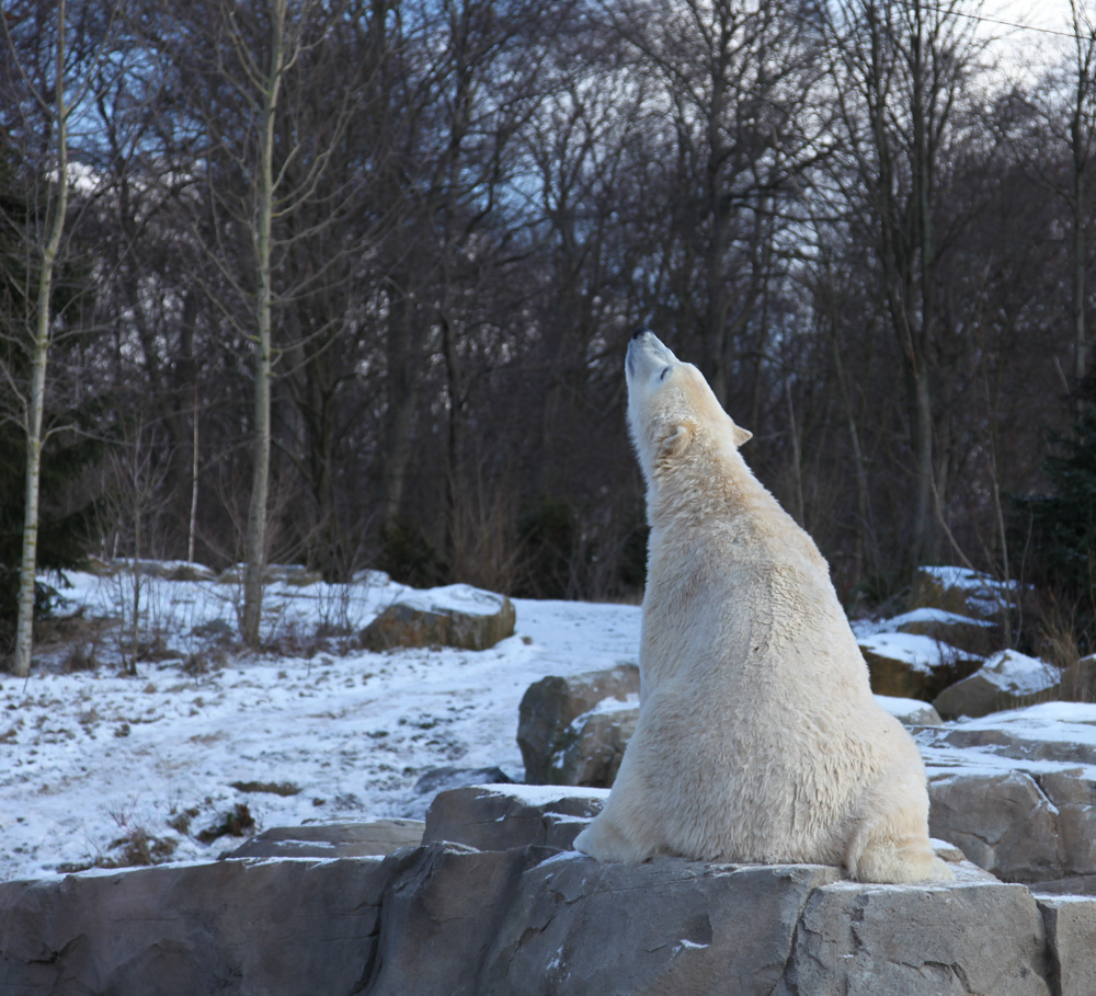 Ich bin ein Wolf