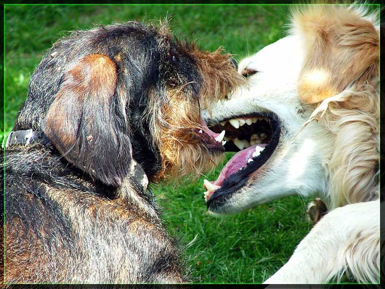 Ich bin ein Wolf!- ich auch!