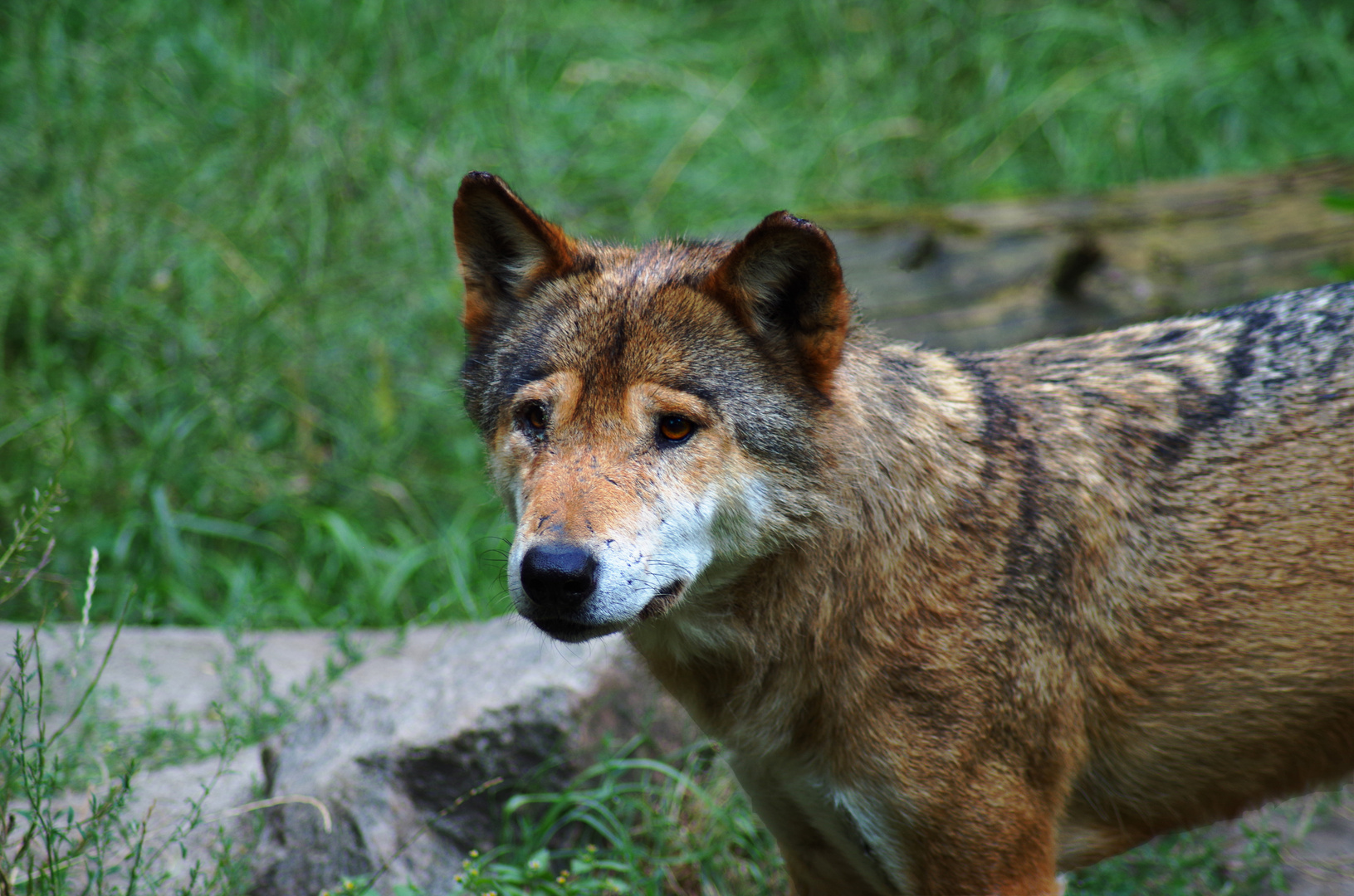 Ich bin ein Wolf und was bist du?