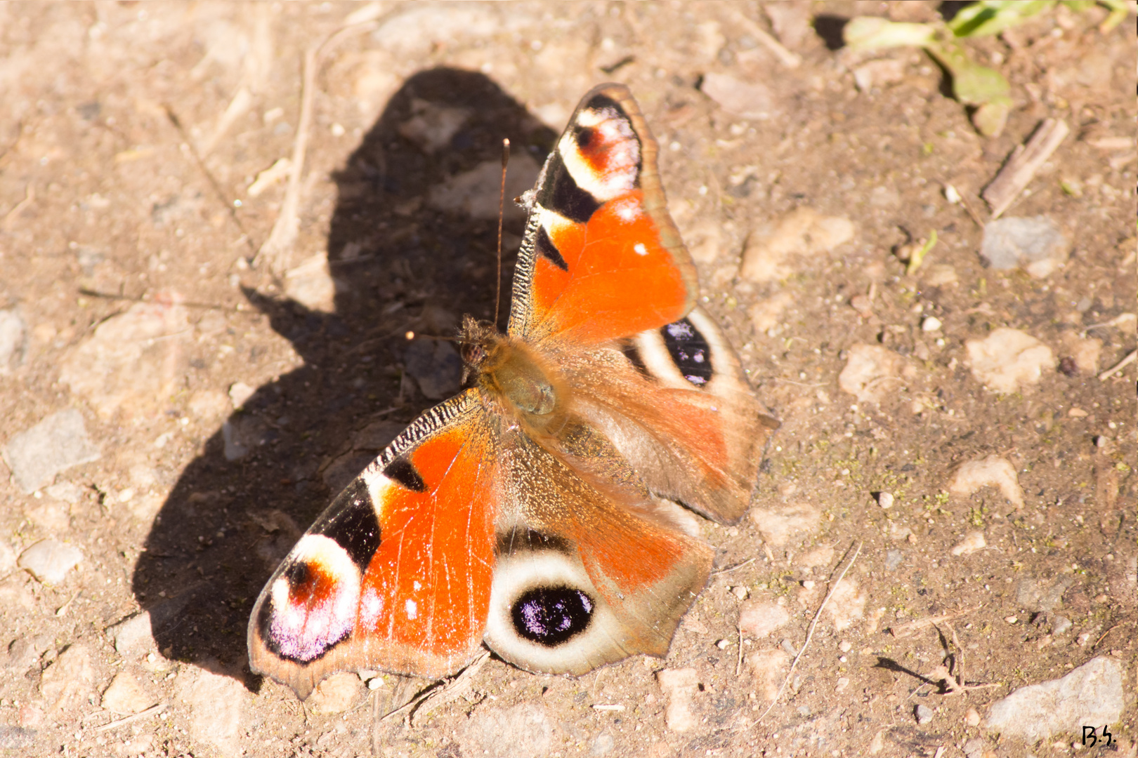 Ich bin ein wunderschöner Schmetterling...