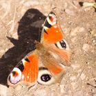 Ich bin ein wunderschöner Schmetterling...