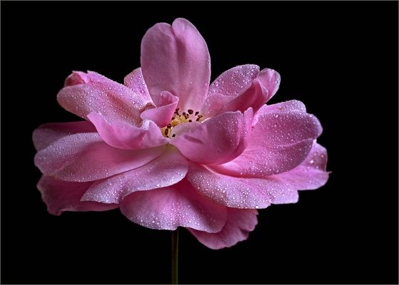 Ich bin ein zartes November Röschen - ( Stacking Bild ) 