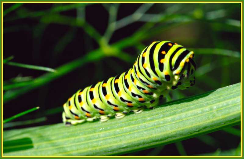 Ich bin ein zukünftiger Schmetterling