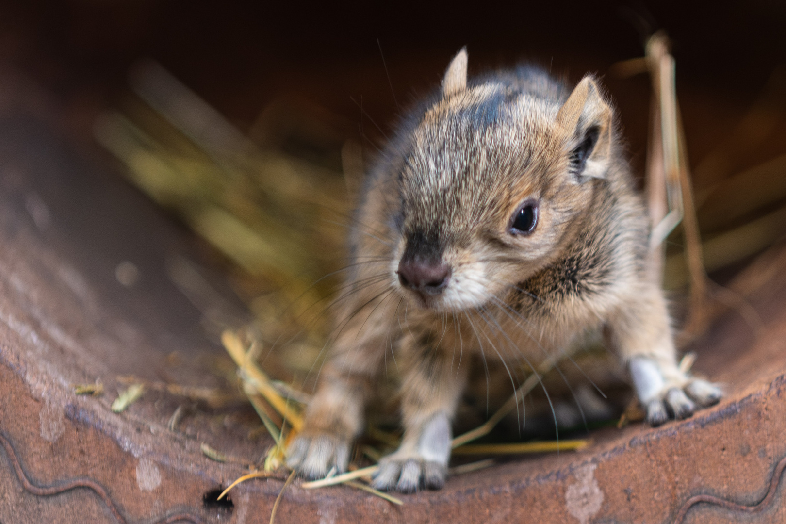 Ich bin ein zwei Tage altes Moko-Bergmeerschweinchen-Baby