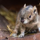 Ich bin ein zwei Tage altes Moko-Bergmeerschweinchen-Baby