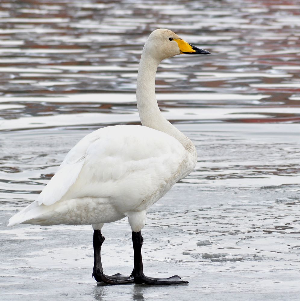 Ich bin ein Zwergschwan, oder?