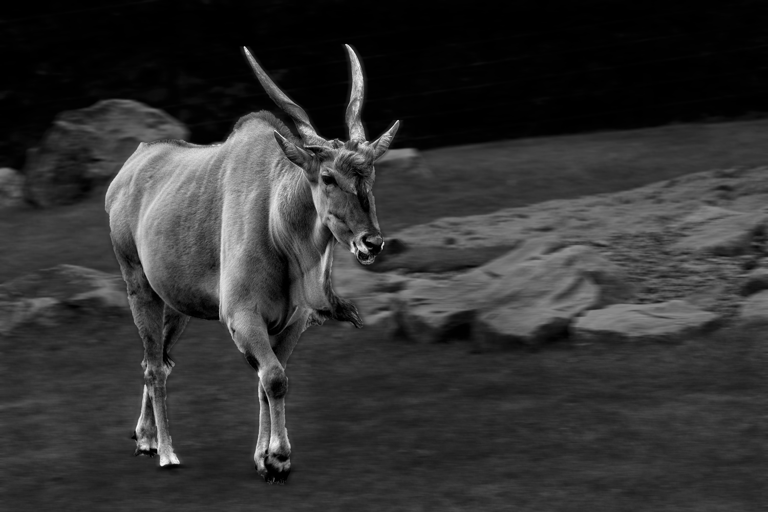Ich bin eine Foto & Bild tiere, zoo, wildpark & falknerei, säugetiere