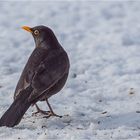 Ich bin eine Amsel