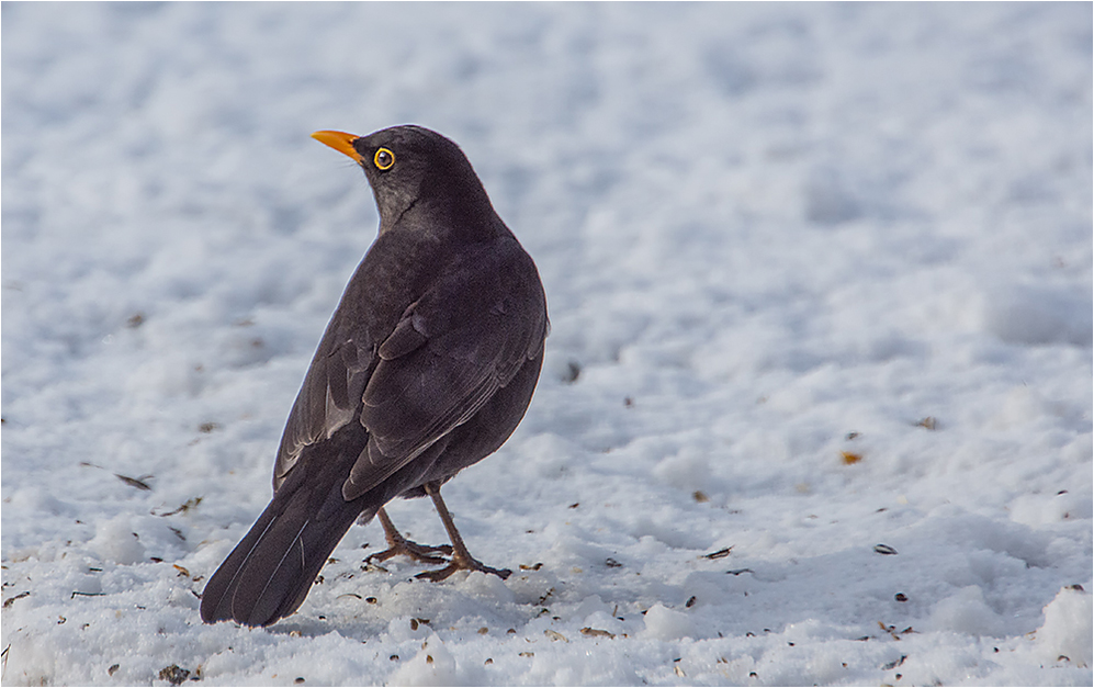 Ich bin eine Amsel