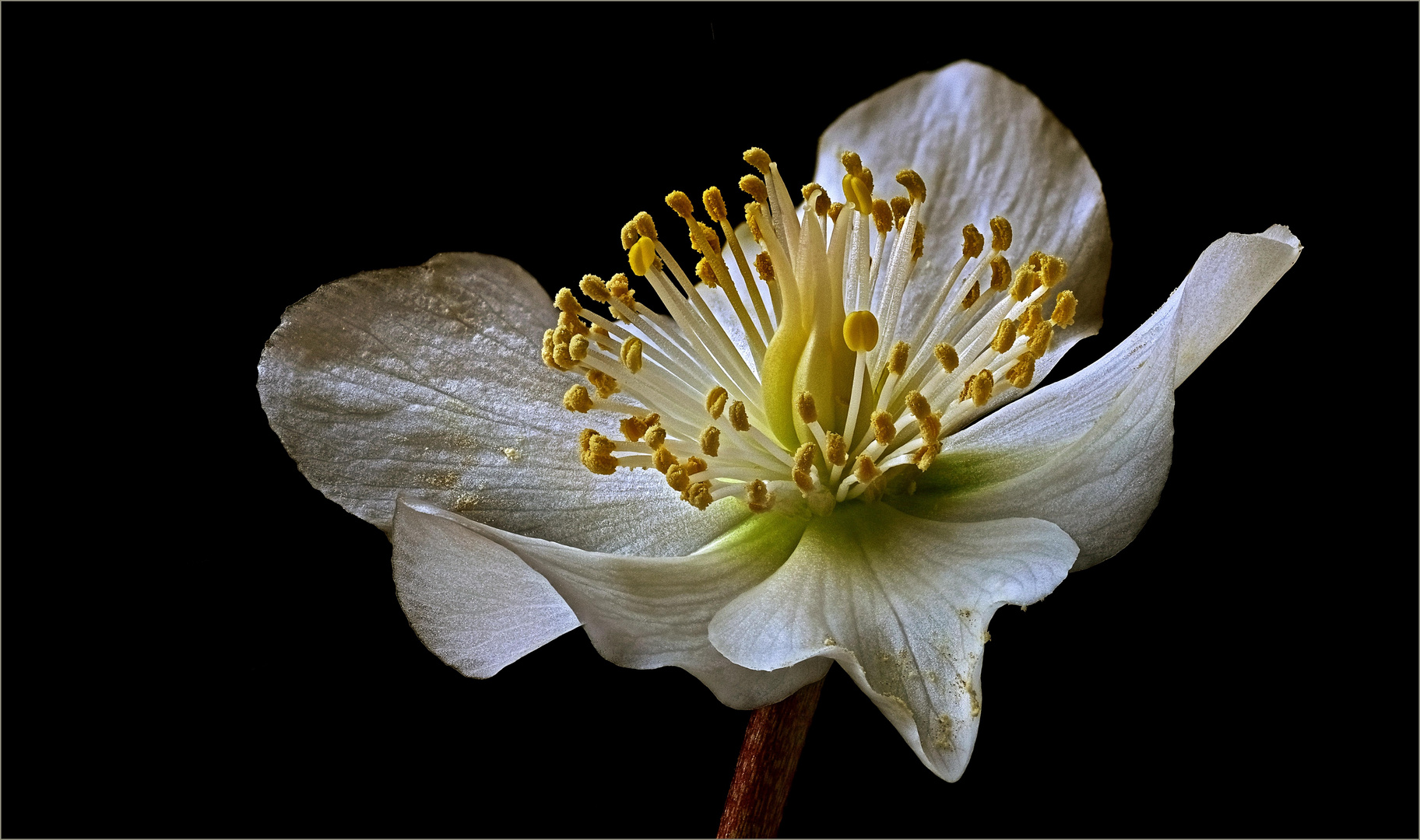 Ich bin eine Christrose