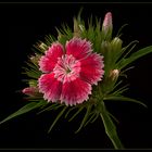 Ich bin eine Dianthus barbatus 