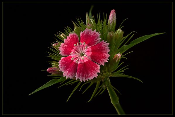 Ich bin eine Dianthus barbatus - ( Stacking Bild ) 