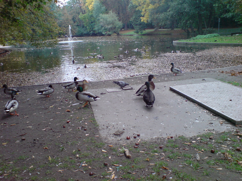 Ich bin eine Ente !!! ... Grquark, Grquark ...