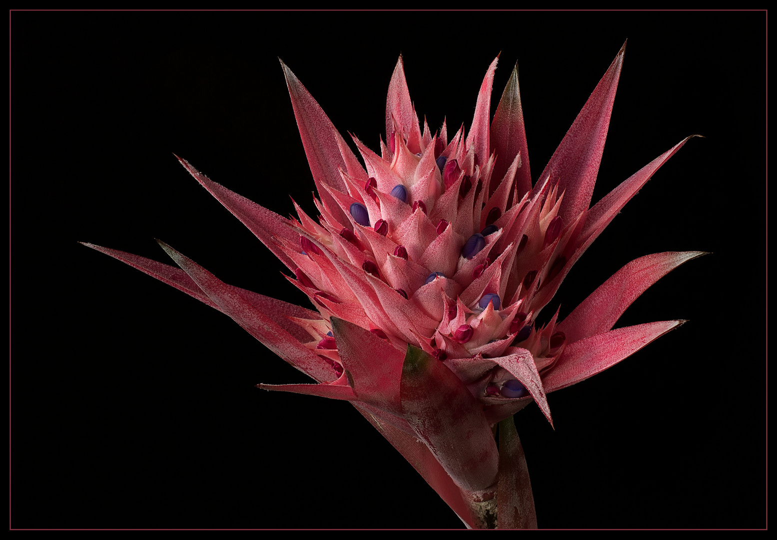  Ich bin eine exotische Aechmea fasciata  ( Lanzenrosette )