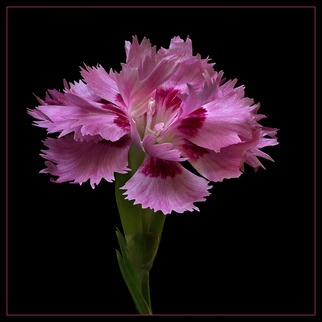 Ich bin eine Federnelke Dianthus plumarius Maggie