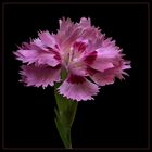 Ich bin eine Federnelke Dianthus plumarius Maggie