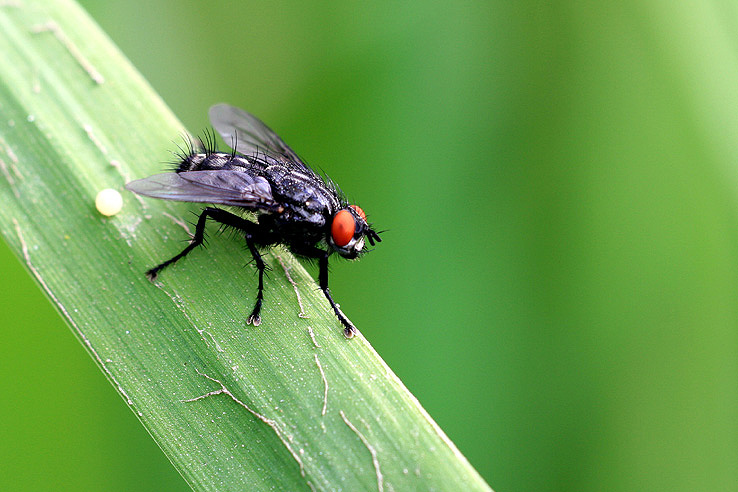 ich bin eine fliege :-)