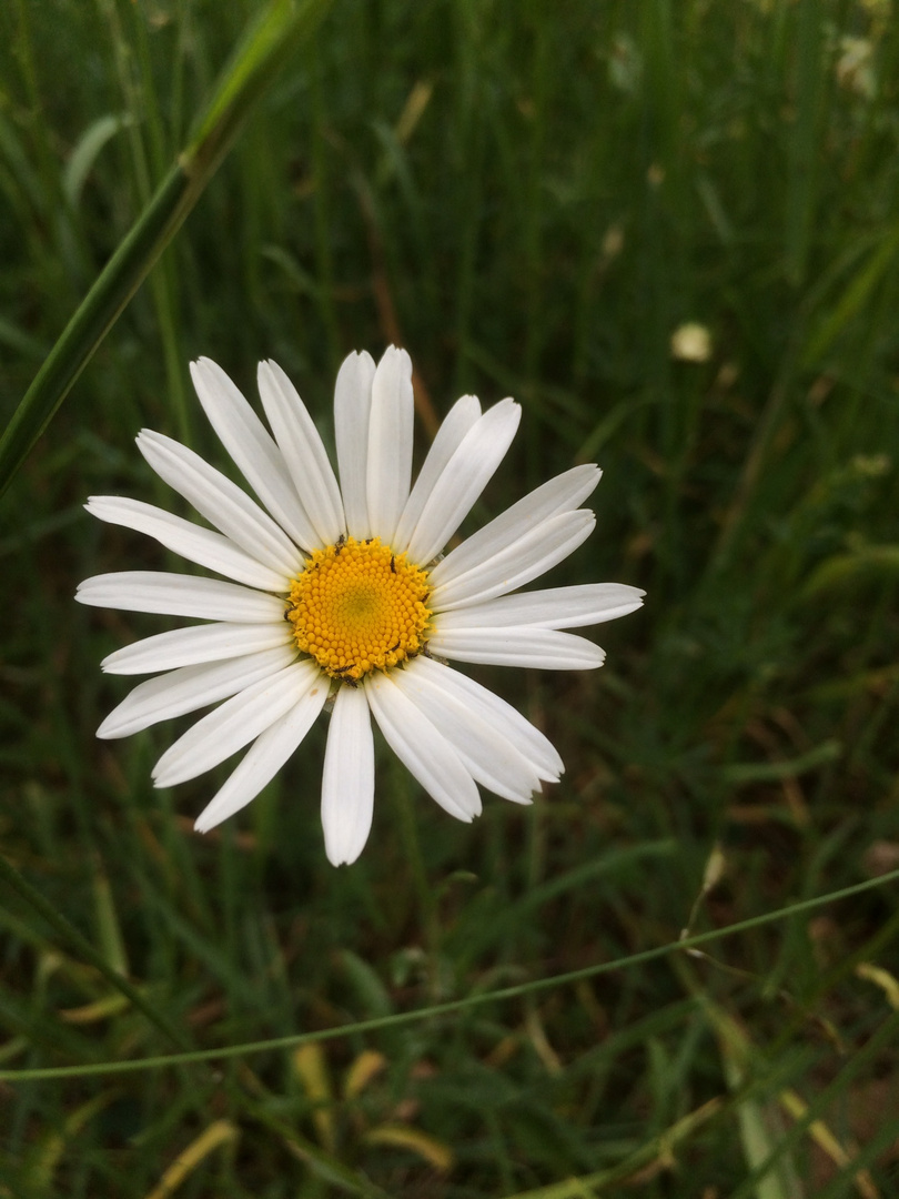 „Ich bin eine Gänseblümchen im Sonnenschein...“