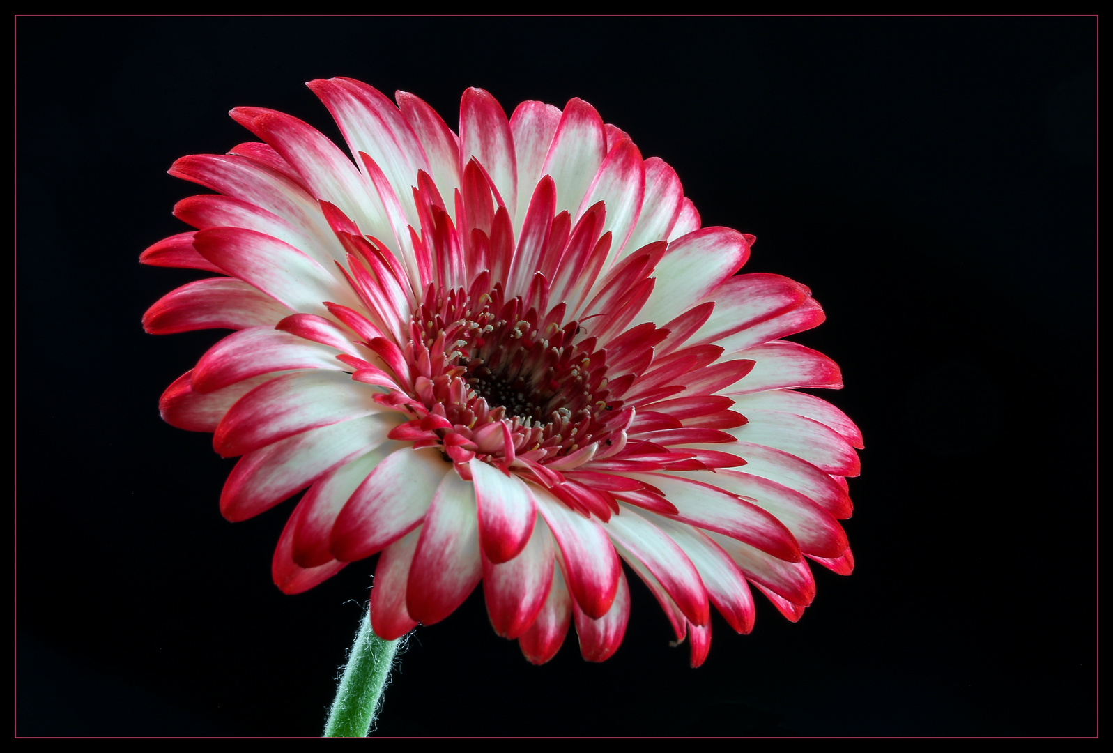 Ich bin eine Gerbera