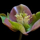 Ich bin eine Helleborus orientalis  - ( Stacking Bild ) 