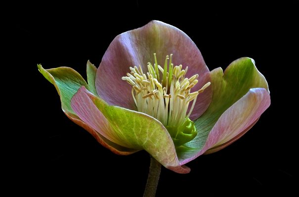 Ich bin eine Helleborus orientalis  - ( Stacking Bild ) 