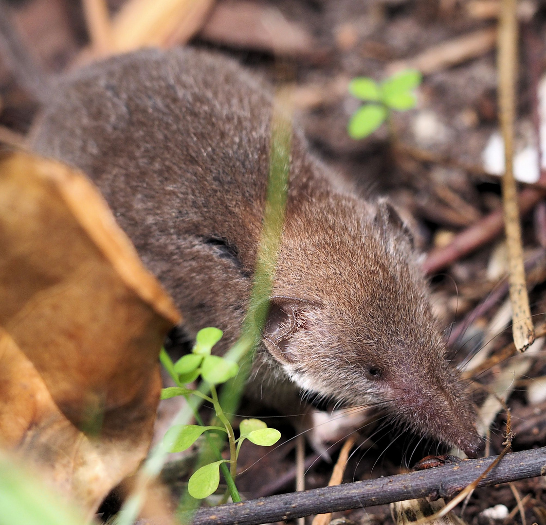 Ich bin eine kleine Spitzmaus....