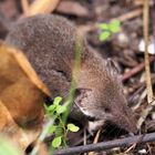 Ich bin eine kleine Spitzmaus....