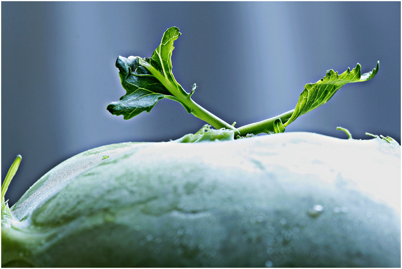 .... ich bin eine Kohlrabi :-)