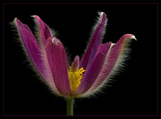 Ich bin eine Küchenschelle - Pulsatilla vulgaris - ( Stacking Bild ) 