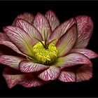 Ich bin eine Lenzrose - Helleborus Hybrid SP Lily - ( Stacking Bild )  