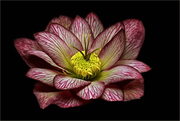 Ich bin eine Lenzrose - Helleborus Hybrid SP Lily - ( Stacking Bild )  