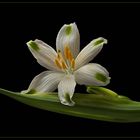 Ich bin eine Leucojum aestivum 'Gravetye       Giant' - Sommer-Knotenblume - ( Stacking Bild ) 