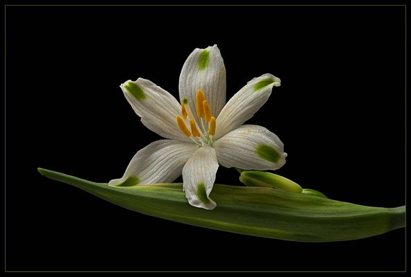 Ich bin eine Leucojum aestivum 'Gravetye       Giant' - Sommer-Knotenblume - ( Stacking Bild ) 