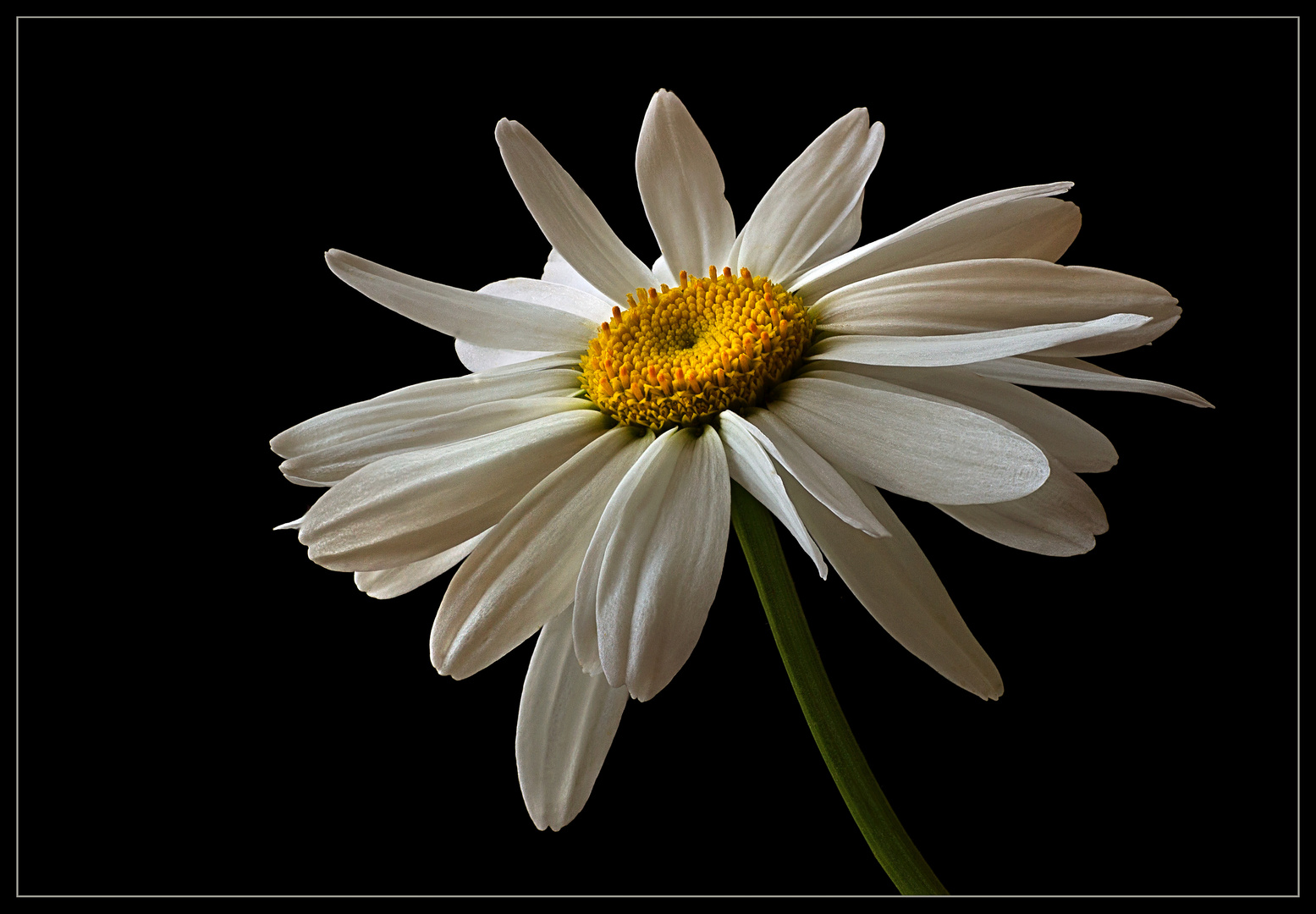Ich bin eine Margerite im eindrucksvollem XL Format - ( Stacking Bild ) 
